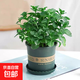 薄荷盆栽好養(yǎng)留蘭香驅(qū)蚊植物綠植留蘭香花卉綠植香草植物 薄荷+加侖盆送底托