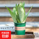 金邊虎皮蘭新房辦公室多肉植物花卉白玉虎皮蘭長(cháng)腳虎皮蘭綠植盆栽 3棵白玉虎皮蘭+1個(gè)加侖盆送底托