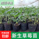 草莓苗水果苗四季種植草莓苗盆栽地栽秧苗當年結(jié)果草莓苗好養(yǎng)大果 草莓杯苗5棵