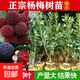 楊梅樹苗真苗嫁接黑炭東魁楊梅苗果樹苗早熟烏梅大果帶土庭院種植 東魁楊梅樹苗 5年精選壯苗【80厘米高】
