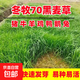 冬牧70黑麥草種子四季高產(chǎn)牧草種籽畜牧養殖家禽喜食耐寒耐旱草籽 冬牧70黑麥草種子1斤
