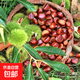 【25年新下樹(shù)】大別山新鮮板栗老樹(shù)板栗帶殼板栗可生吃水果糖炒 精品鮮板栗 5斤 （約150-175粒）