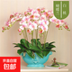 雙花劍蝴蝶蘭盆栽蘭花大苗帶花劍帶花苞四季開(kāi)花室內花好養易成活 14.白桃--雙花劍發(fā)貨 帶盆栽好