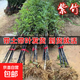 竹子苗庭院室內(nèi)外觀賞盆栽黃金竹青竹紫竹苗毛青竹苗金鑲玉竹子苗 紫竹【帶土包活】 1.5厘米粗1顆【1.7米高】