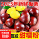 25年丹東生栗子板栗生新鮮生栗子油栗子帶殼粉糯甜蔬菜生鮮可生吃 凈重 5斤