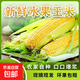 新鮮現摘水果玉米爆漿多汁直播間輕食早餐買(mǎi)菜超市蔬菜品質(zhì) 新鮮水果玉米9斤 含箱