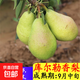 正宗新疆香梨樹(shù)苗嫁接庫爾勒香梨樹(shù)苗 南北方種植盆栽地栽果樹(shù)苗 2年苗