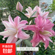 進(jìn)口重瓣香水百合花種球四季開(kāi)花室內外盆栽鮮花濃香型香味 蓮花女王 5個(gè)種球送肥料大花重瓣香水百合