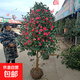 四季香妃山茶花樹(shù)苗庭院耐寒冬季常青花卉茶花樹(shù)苗綠植四季茶花苗 耐冬茶花1公分粗50厘米高