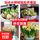 重瓣水仙花種球水養盆栽四季開(kāi)花卉植物室內花綠植水培好養帶花苞 【超大球花苞更多】漳州水仙花5球+5包營(yíng)養液+5包 20-22cm