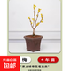 素心臘梅花樹(shù)苗盆栽耐寒凍老樁庭院嫁接原生紅梅陽(yáng)臺盆景花卉植物 嫁接素心梅【4年苗】原土發(fā)貨【春冬天帶花花苞】