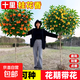 桂花樹(shù)苗北方耐寒四季開(kāi)花金桂苗丹桂狀元紅庭院門(mén)前矮樁花卉綠植 精選桂花(1公分粗)