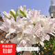 進(jìn)口重瓣香水百合花種球四季開(kāi)花室內外盆栽鮮花濃香型香味 奧斯卡 5個(gè)種球送肥料大花重瓣香水百合