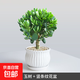 大葉玉樹(shù)老樁盆栽樹(shù)苗多肉植物綠植組合盆景室內高端冷門(mén)稀有精品 玉樹(shù)+豎條紋花盆 帶盆栽好