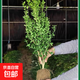 小葉黃楊樹(shù)苗瓜子金邊黃楊球苗庭院籬笆庭院綠籬道路冬青綠化樹(shù)苗 黃楊冠幅20公分【1棵】