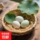 鴨蛋新鮮生鴨蛋60-70g土鴨蛋農(nóng)家散養(yǎng)青皮白皮生鮮食品超市批發(fā) 10枚