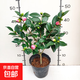 茶花樹(shù)苗四季香妃花卉盆栽易活四季山茶花帶花苞花苗好養耐寒綠植 香妃茶:2年含盆高30-35厘米