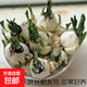 正宗漳州水仙花種球春節開(kāi)花帶香味年貨植物庭院水培植物陽(yáng)臺內外 16-18cm 【帶側球】2個(gè)球（帶芽）不帶盆