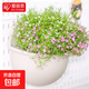 愛(ài)麗思樹(shù)脂壁掛花盆愛(ài)麗思半圓掛墻塑料盆創(chuàng  )意綠蘿陽(yáng)臺加厚有掛鉤 半圓壁掛sevilla7號理石色