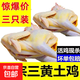 【三黃雞童子】正宗三黃雞土雞農家走地雞散養雞肉凈重 三只（800g/只）