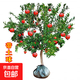 石榴樹(shù)樹(shù)苗特大突尼斯軟籽石榴苗盆栽帶土南北當年結果石榴苗 2年苗