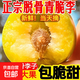正宗脫骨李四川青脆李當季李子新鮮水果五月脆李半邊紅李子3/5斤 重量 5斤