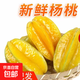 樹(shù)上自然熟楊桃清甜爽口 楊桃6斤禮盒