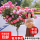 棒棒糖樹(shù)樁月季花苗樹(shù)狀特大花朵四季開(kāi)花花卉植物庭院玫瑰花樹(shù)苗 粉扇【多季循環(huán)開(kāi)花】 粗度：直徑2-2.2cm