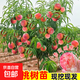 早熟水蜜桃樹(shù)苗嫁接黃桃樹(shù)苖樹(shù)當年結果南方北方種植樹(shù)苗桃樹(shù)果苗 水蜜桃樹(shù)苗約0.5-1公分粗度