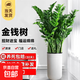 大型盆栽各種植物發(fā)財樹(shù)金錢(qián)樹(shù)綠蘿慶典喬遷盆景綠植辦公室內客廳 金錢(qián)樹(shù)1-1.2米【羅馬盆】 含盆