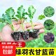 蔬菜苗大全西藍花苗花菜苗甘藍苗白菜苗生菜苗芹菜苗帶土辣椒菜苗 羽衣甘藍苗 3棵苗【帶土球】基地直發(fā)