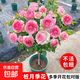 棒棒糖樹(shù)樁月季花苗樹(shù)狀特大花朵四季開(kāi)花花卉植物庭院玫瑰花樹(shù)苗 粉龍【多季循環(huán)開(kāi)花】 粗度：直徑2-2.2cm