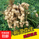 新鮮濕花生2025年現挖現發(fā)粉皮嫩帶殼泥山東大花生農家自種可水煮 5斤