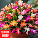 精品帶花苞開(kāi)花蟹爪蘭多色四季花卉家養盆栽室內陽(yáng)臺庭院多肉綠植 蟹爪蘭：混色中盆【25-35花苞】原土球發(fā)貨