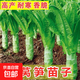 蔬菜苗窩筍苗小苗萵筍秧苗四季萵苣秧苗幼苗栽苗秋冬季菜苗萵筍苗 青葉萵筍苗子 20棵苗【帶土球發(fā)貨】