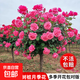 棒棒糖樹(shù)樁月季花苗樹(shù)狀特大花朵四季開(kāi)花花卉植物庭院玫瑰花樹(shù)苗 玫紅色【多季循環(huán)開(kāi)花】 粗度：直徑2-2.2cm