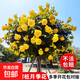 棒棒糖樹(shù)樁月季花苗樹(shù)狀特大花朵四季開(kāi)花花卉植物庭院玫瑰花樹(shù)苗 黃色【多季循環(huán)開(kāi)花】 粗度：直徑2-2.2cm