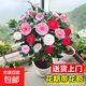 茶花樹(shù)苗四季香妃花卉盆栽易活四季山茶花帶花苞花苗好養耐寒綠植 五色赤丹6年苗【矮胖60-70厘米高】包活包對版