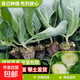 綠甘藍卷心菜包菜蔬菜秧苗水果甘藍高產(chǎn)春秋季陽(yáng)臺庭院種植必備 綠甘藍秧苗【穴盤(pán)苗包成活】 20顆苗+肥料
