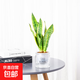 金邊虎皮蘭新房辦公室多肉植物花卉白玉虎皮蘭長(cháng)腳虎皮蘭綠植盆栽 1棵金邊虎皮蘭+早安盆