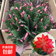 精品帶花苞開(kāi)花蟹爪蘭多色四季花卉家養盆栽室內陽(yáng)臺庭院多肉綠植 蟹爪蘭：紅色大盆【60-99花苞】含原土