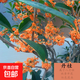 四季桂花樹苗盆栽實(shí)原生桂花日香桂月桂天香臺(tái)閣花佛頂珠地盆景 丹桂 原生苗一珠 高30-50厘米