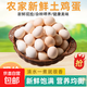 散養新鮮雞蛋柴雞蛋谷物雞蛋單枚50±5g 40枚