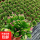 精品帶花苞開(kāi)花蟹爪蘭多色四季花卉家養盆栽室內陽(yáng)臺庭院多肉綠植 蟹爪蘭：雙色中盆【25-35花苞】原土球發(fā)貨