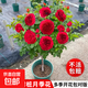 棒棒糖樹(shù)樁月季花苗樹(shù)狀特大花朵四季開(kāi)花花卉植物庭院玫瑰花樹(shù)苗 紅色達芬奇【多季循環(huán)開(kāi)花】 粗度：直徑2-2.2cm
