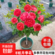 棒棒糖樹(shù)樁月季花苗樹(shù)狀特大花朵四季開(kāi)花花卉植物庭院玫瑰花樹(shù)苗 紅果汁【多季循環(huán)開(kāi)花】 粗度：直徑2-2.2cm