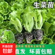 脆甜生菜秧苗帶土耐熱耐寒玻璃奶油生菜秧沙拉菜苗四季盆栽蔬菜苗 速生脆甜生菜苗5顆【20天吃菜】
