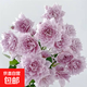 超微滿(mǎn)天星月季花苗開(kāi)花玫瑰花室內陽(yáng)臺盆栽四季好養花卉綠植樹(shù)苗 幻紫 【灌木大花濃香】中苗高30-40cm