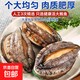 鮮凍鮑魚(yú)500g鮮活冷凍鮑魚(yú)去殼鮑魚(yú)海鮮水產(chǎn)非即食鮑魚(yú) 精品帶殼鮑魚(yú)500g【14-18只/斤】