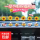 新款一舉奪魁向日葵車(chē)載擺件可愛(ài)熊貓搖頭汽車(chē)中控臺后視鏡裝飾品 向日葵熊貓6個(gè)(送無(wú)痕膠)